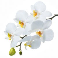 Принт Орхидея